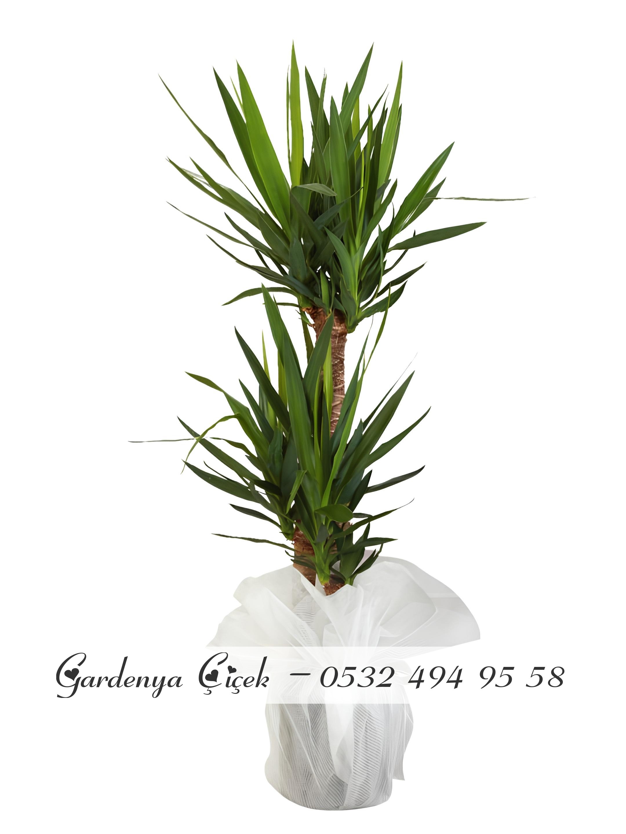 3'Lü Yucca Çiçeği