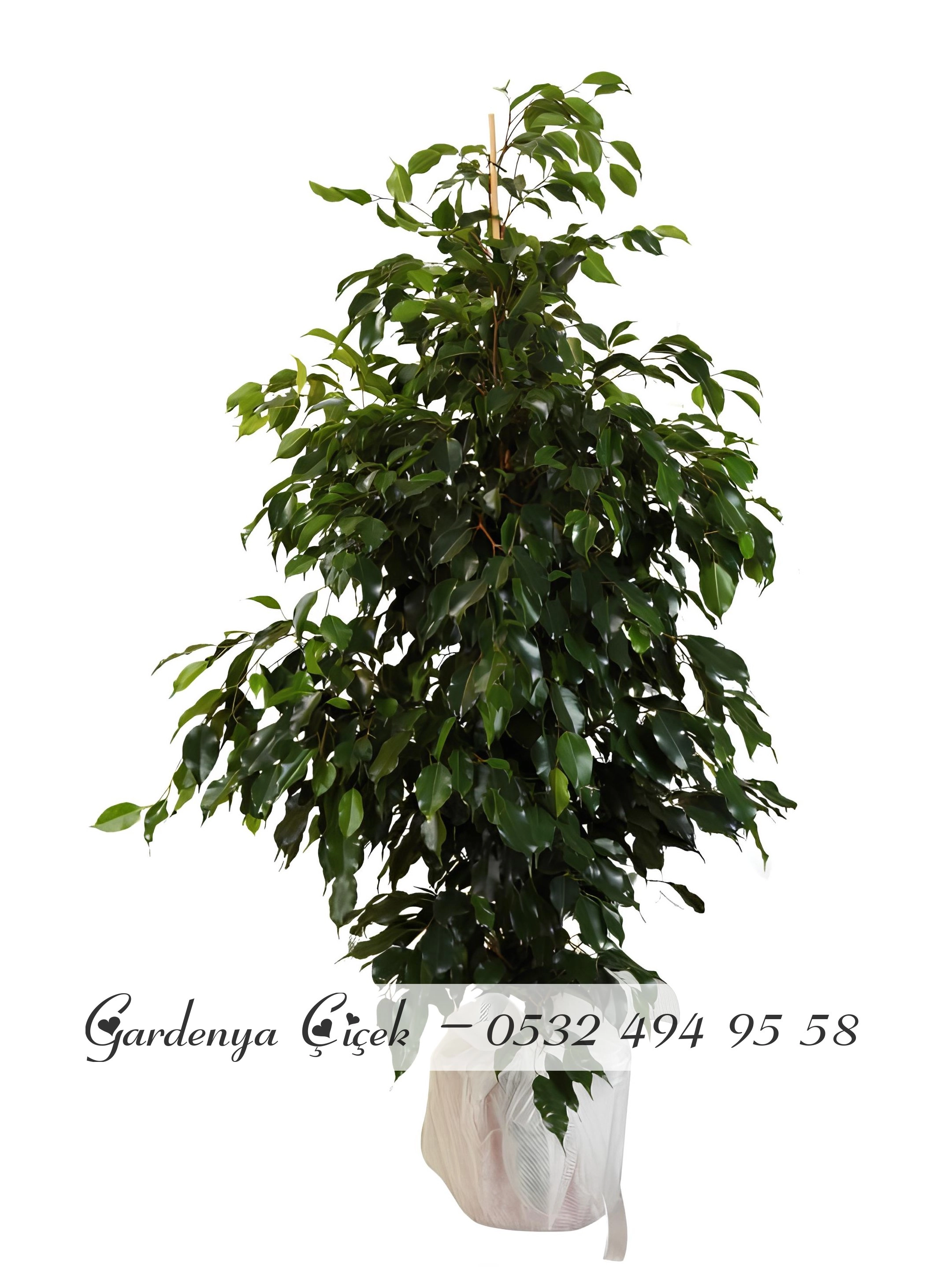 Büyük Boy Ficus Benjamin