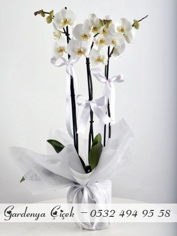 Çift Dalı Beyaz Orkide Çiçek