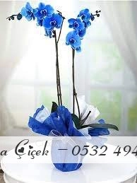 Çift Dalı Mavi Orkide Çiçek