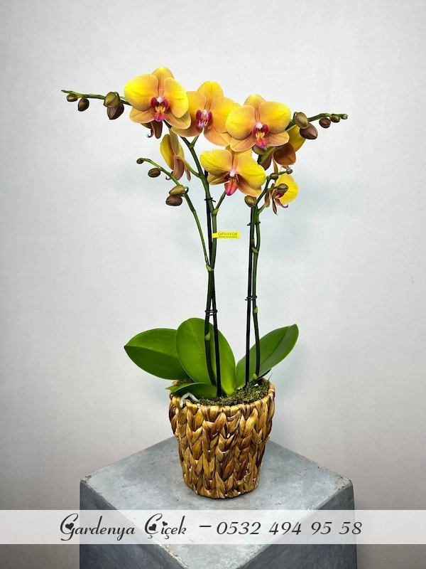 Çiftdalı Sarı Orkide Çiçek