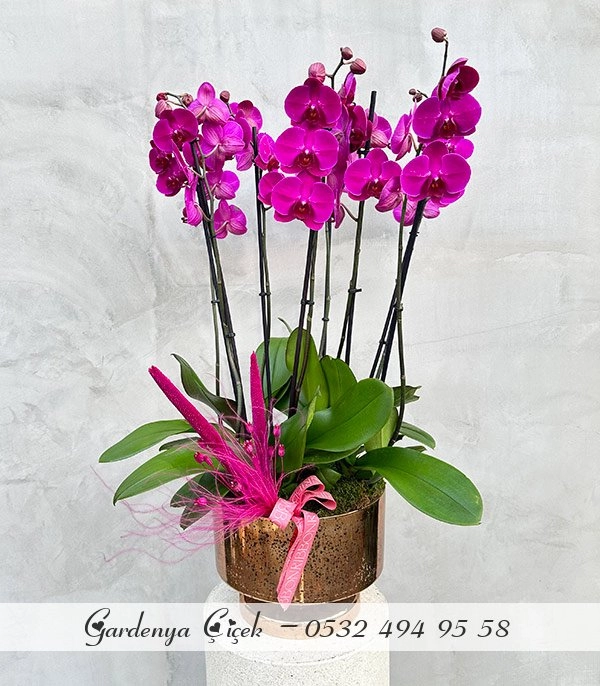 Fuşa Orkide Çiçek