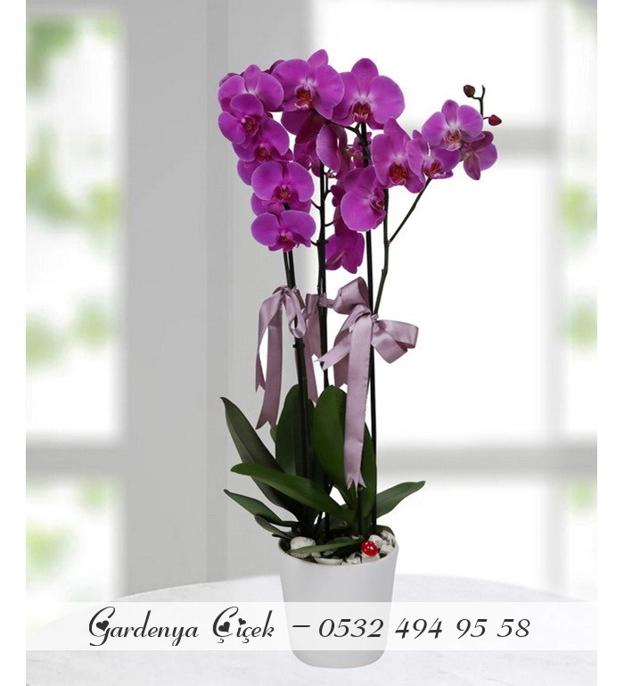 Fuşe Çiftdallı Orkide Çiçek