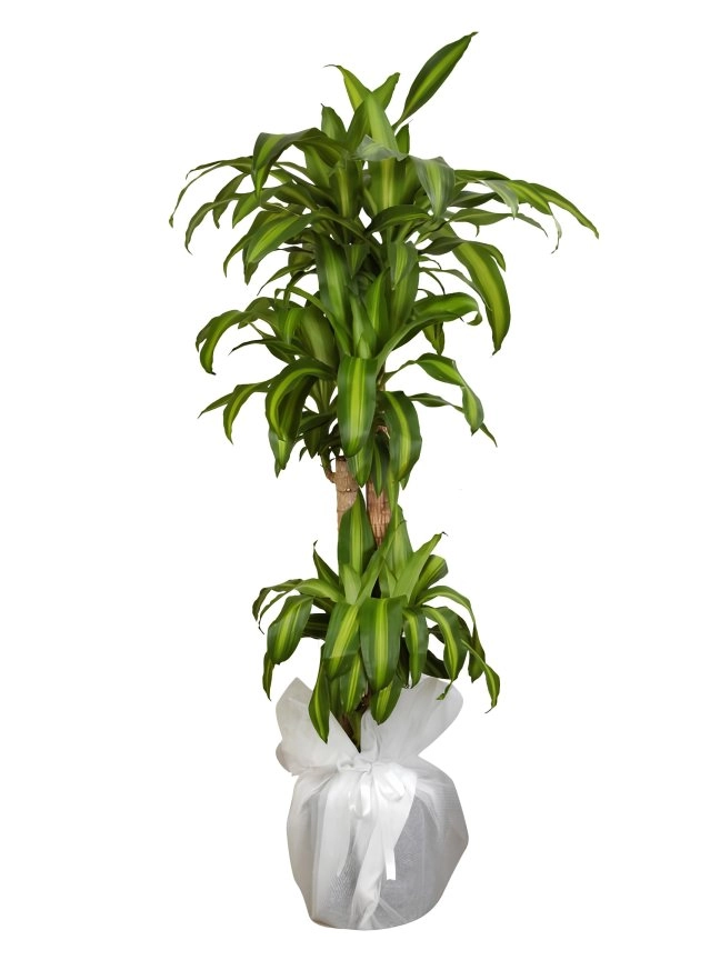 4 Kök Massengena Çiçeği