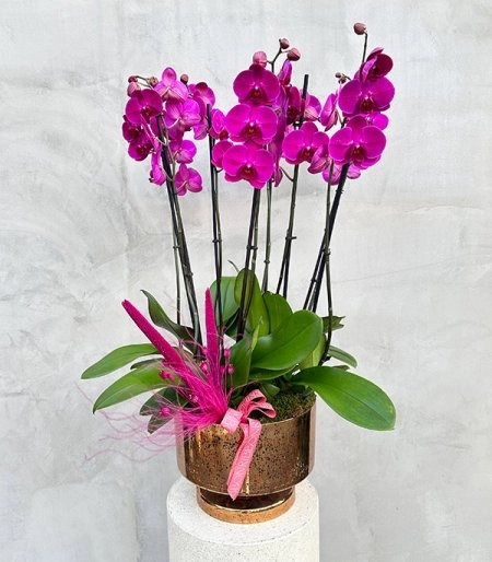 Fuşa Orkide Çiçek