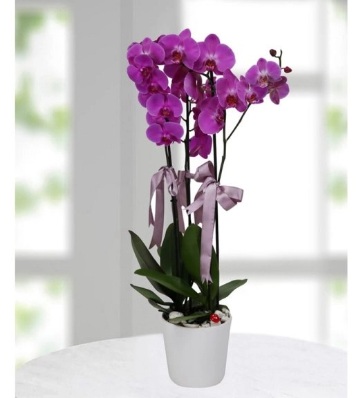 Fuşe Çiftdallı Orkide Çiçek